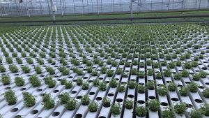Inga plastkrukor längre, plantorna växer i papper. Örtodling i växthus