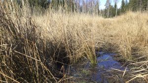 Vattenhushållningen i skogarna är viktig. Dikade skogsfigurer ska hållas skogbeklädda säger den nya planen. Diken ska inte rensas, eftersom det ökar både klimatutsläppen på torvmarker och näringsbelastningen i vattendragen. Ett område som kalavverkats för några år sedan. Det växer gräs.Blöt mark, en vattenpöl syns i spåren som skogsmaskiner lämnat.