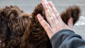 Här gör Rico "high five" med husse Rico-koira, Australian labradoodle, 5 kk. osaa antaa vitosen.