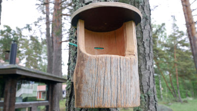 Kesamokilla Kannattaa Ponttoilla Miljoona Linnunponttoa Yle Fi