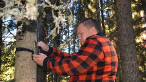 Tommy Holmblad kontrollerar en viltkamera i skogen i Kvevlax där han och Bamse ofta rör sig. Den här gången har endast en älg fastnat på bild. Tommy Holmblad ute i skogen i Kvevlax och kontrollerar sin viltkamera.