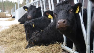 Arkivbild. Fem svarta kor äter ensilage vid ett foderbord utomhus i snöväder