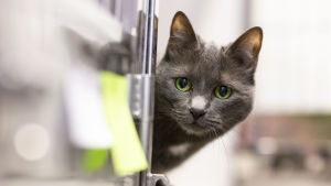 Det finns starka misstankar om att katterna i Kristinestad har fått i sig gift. Katt tittar runt ett hörn.