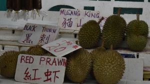 Olika sorter av durian är till salu på marknaderna i Malaysia. Den dyraste sorten, Musang King, har blivit en storsäljare i Kina. Olika sorter av durian är till salu på marknaderna i Malaysia. Den dyraste sorten, Musang King, har blivit en storsäljare i Kina.