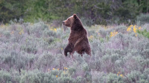 Grizzlybjörnen finns på listan över hotade arter som ska skyddas. Grizzlybjörn
