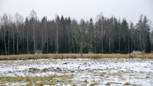 Bäcken går längs med skogskanten. En åker. Mitt på åkern står ett kalt träd. I bakgrunden syns skog. Det är lite snö på marken.