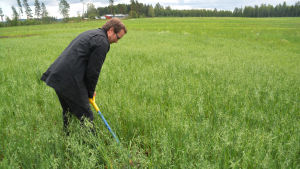 Tuomas Mattila på en åker med havre. Några hundra meter bort, i bakgrunden, finns en forskningsåker där ärter odlas. En person som gräver med en spade på en åker med havre.