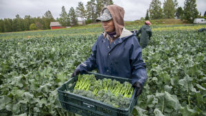Säsongsarbetare behövs speciellt under den viktiga skördetiden. Bimi -nimellistä varsiparsakaalia vilejllään Leppävirroilla