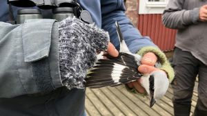 Fågelstationen på Uddskatan i Hangö observerar systematiskt och ringmärker även både stationära och flyttande fåglar. Vid ringmärkning noteras bland annat även fåglarnas vikt och ålder. Varfågel i handen på ringmärkare.