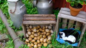 Kesäinen piha, jossa kissa nukkuu puulaatikossa, vieressä uusia perunoita, kesäkukkia, vihreää nurmikkoa