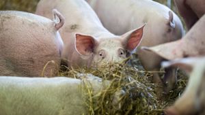 Grisar kan smittas av den afrikanska svinpesten som vildsvin kan bära på. Luomuporsaita karsinassa, Sikala-tilateurastamo Kiven Säästöpossu, Karkkila, 14.2.2018.