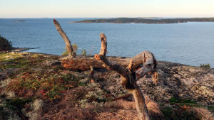 Från Glasberget är det fri sikt ut över skärgårdshavet. En torr kvist ligger på ett berg högt ovanför havet.