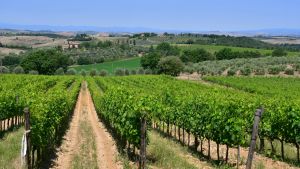 Utsikt över vinodlingar och olivlundar som tillhör vingården Fattoria del Colle i Trequanda i Toscana. Utsikt över vinodlingar och olivlundar som tillhör vingården Fattoria del Colle i Trequanda i Toscana.
