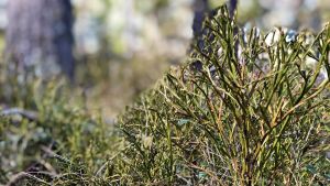 Skogen har många värden. När vi talar om skogen kan vi mena saker som ekonomi, ekologi och naturens mångfald, klimatet, rekreation - samt olika kombinationer av dem. Blåbärsris i en skog. Solen skiner.