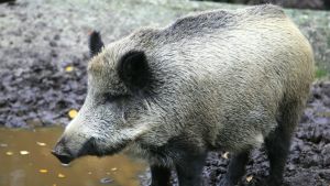 Vildsvinet är inte längre ett djur som man bara ser i djurparker. Vildsvin på Etseri djurpark