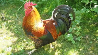 Aasian poikasen iso musta kukkoIso Saalis eebenpuu lesbo seksiä