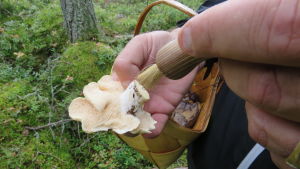 Putsa och förrensa svampen på plats och ställe Putsa av och förrensa svampen innan du lägger den i korgen. Svampen är en blek taggsvamp.