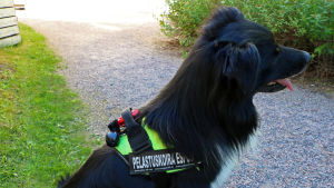Noppas sele har en liten bjällra så man hör var han rör sig samt en lampa som lyser i mörkret. En hund som har på sig en sele där det står "Pelastuskoira Espoo".
