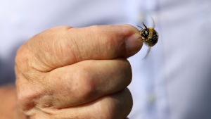 Förhoppningen är att de nya lagarna ska göra livet lättare för humlor och andra insekter Förhoppningen är att de nya lagarna ska göra livet lättare för humlor och andra insekter