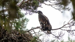 Merikotka tähystää pesänsä vieressä. Merikotka tähystää pesän vieressä männyn oksalla