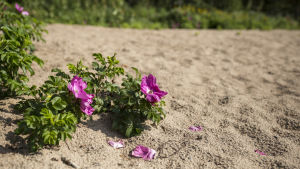 Invasiva främmande arter är växter som har importerats till Finland och börjat sprida sig så mycket att de utgör ett hot mot den ursprungliga naturen i landet. Sedan början av juni har också vresrosen, Rosa rugosa på latin, tillhört den här listan. Vresros med lila blommor växer i sanden.