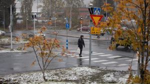 I början av veckan blir det köldgrader i hela landet. Bilden är tagen den 4 oktober i år i Kuopio när den första snön föll. En människa klätt i mörka kläder går över en gatukorsning. Det är regnvått på gatan, men på gräsmattorna runt omkring ligger ett lätt snötäcke och det är fortfarande löv på träden omkring.