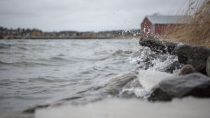På många håll är det öppet hav och stormvindarna lyfter höga vågor. Högt vattenstånd i den österbottniska skärgården. I bakgrunden syns ett rödmålat båthus.