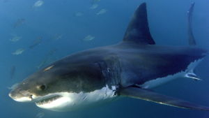 Ännu en falsk fuling - det finns inga vithajar i nordiska vatten. En vithaj i Indiska oceanen utanför Sydafrika i januari 2010