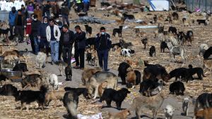 Ett skyddshem för hundar i Changchun, provinsen Jilin, i nordöstra Kina. Skyddshemmet är grundat av Wang Yan, en kinesisk miljonär och hundvän. Ett skyddshem för hundar i Changchun, provinsen Jilin, i nordöstra Kina. Skyddshemmet är grundat av Wang Yan, en kinesisk miljonär och hundvän.