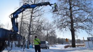 Jani Silen och hans kollega hänger upp lampor i träden inför festivalen. En bild på en man som styr en skylift