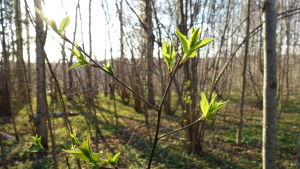 Klimatångest kan göra människor deprimerade och handlingsförlamade. knoppande träd i skog