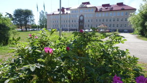 Vresrosen finns överallt, också på många ställen kring Raseborgs stadshus. Raseborgs stadshus i Ekenäs med en blommande vresrosbuske i förgrunden.