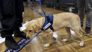 Hunden Rico kommer att jobba vid Helsingfors-Vanda flygplats och i huvudstadsregionens hamnar. Hunden Rico kommer att jobba vid Helsingfors-Vanda flygplats och i huvudstadsregionens hamnar.