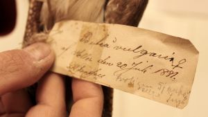 Lintuja ja nisäkkäitä on kerätty kokoelmiin 1800-luvulta alkaen. Linnun tunnistuslappu vuodelta 1881.
