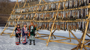 Torkad fisk hjälpte ainu att klara vintern. Medlemmar av Ainufolket står i traditionella kläder och torkar fisk.