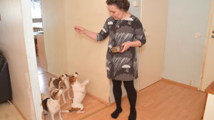 Matte Jaana Löfberg ger hundgodis åt Milla, Hjördis och Ingeborg. De dansk svenska gårdshundarna Milla, Ingeborg och Hjördis väntar på att matte Jaana Löfberg ska ge godis.