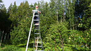 Olin gillar sin nya, lätta aluminiumstege. Med den når han bra upp för att klippa topparna. En man står uppe på en aluminiumstege i en trädgård.