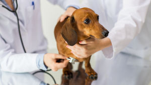 På grund av smittorisken utgör djursjukdomar också ett hot mot människan. Tax hos veterinären.