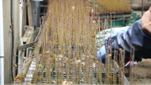 En produktionslinje för björkplantor. Björkplantor åker längs med en produktionslinje. Två par händer plockar bort skräp från plantorna.