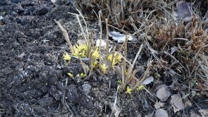 Höstfloxen klarade också vintern och har redan slått ut i blom. Små blommor som precis slagit ut.