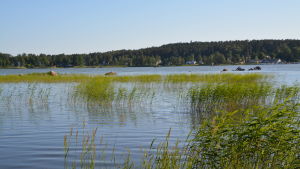 En av de tio strandtomterna. Lovisaviken med vassa vid stranden och stenar lite längre ut i viken.