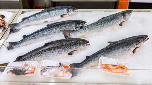 Finländarna äter mycket odlad norsk lax. Norska odlade laxar i fiskdisken i butiken.