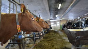 Både mjölk- och köttkonsumtionen förväntas minska fram till år 2035 vilket innebär anpassning och omställningar för jordbruket. Håkan Backs kor i Rimal i Korsholm.