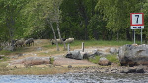 Enlunds får på Smörgrundet i Jakobstad. Får på sommarbete på Smörgrundet i Jakobstad