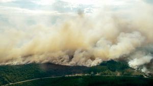 Den frivilliga arbetskraften livsviktig i släckningsarbetet. Skogsbrand i Sverige