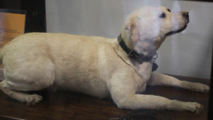 Eri (1968-83) var en av Tullens fyra första narkotikahundar Uppstoppad hund på Tullmuseet