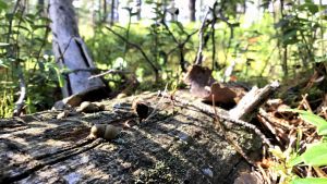 Vårt förhållande till naturen och dess resurser är i förändring. Ett murket träd ligger i skogen, små svampar och lave på ytan. Solen skiner. Sommar och grönt i bakgrunden.