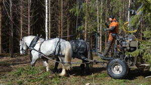 Hästarna rör sig smidigt i skogen. Två hästar drar ett lass med virke i en skog, en man står och håller i tyglarna.