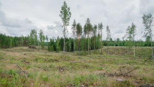 Forstyrelsen avverkade förra året kring 10 hektar vid friluftsområdet Evois i Tavastehus. Ortsbor blev upprörda över avverkningen och sedan dess har Forstyrelsen uppdaterat sin miljöguide för att undvika liknande misstag. avohakkuu, Evo, 4.7.2018