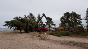 Arbetena med att fälla tallarna på Tullstranden i Hangö blev klart den 3 juni. Skogsmaskiner tar bort tallar på Tulluddsstranden i Hangö.